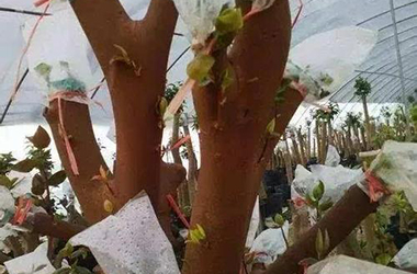 為什么有些花木必須嫁接繁殖？